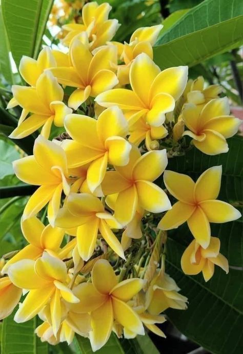 Summer Flowers Garden, Plumeria Flowers, Flower Garden Design, Beautiful Flowers Wallpapers, Beautiful Flowers Pictures, Fragrant Flowers, Tulips Flowers, Perennial Plants, Shade Garden