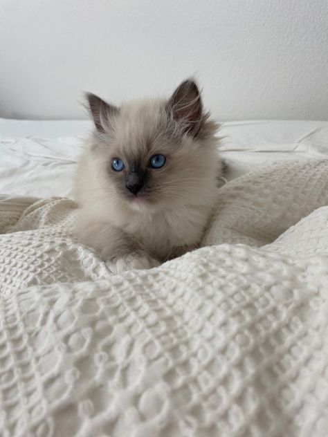 Cute ragdoll kitten Ragdoll Cats And Kittens, Fluffy Ragdoll Cat, Ragamuffin Kittens, Ragdoll Kittens, Dream's Cat, Newborn Kittens, Ragdoll Cats, Persian Kittens, Siamese Kittens