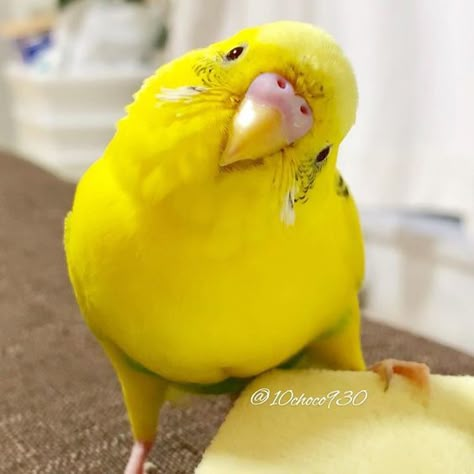 Yellow Budgie, Budgies Bird, Budgie Parakeet, Funny Parrots, Cute Kawaii Animals, Bird Care, Parakeets, Funny Birds, Cute Animal Photos