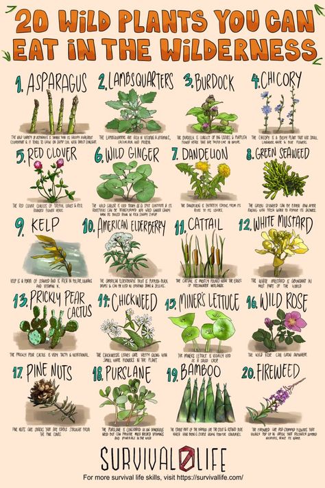 Foraging for edible wild plants is an invaluable skill for preppers as survival will often depend on eating what’s available. Lucky for you, the wild is a garden of free edibles waiting to be harvested as long as you know what to go for. #ediblewildplants #edibleplants #foraging #survivalfood #survival #preparedness #survivallife Supraviețuire Camping, Wild Food Foraging, Edible Wild Plants, Magia Das Ervas, Survival Skills Life Hacks, Inspirerende Ord, Magic Herbs, Survival Life Hacks, Survival Techniques