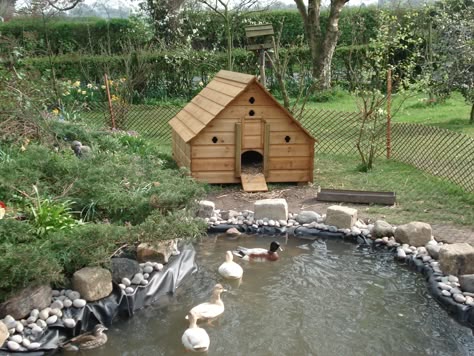 Well I figured out why the duck is laying her eggs in the pond. | Page 2 | The Outdoors Trader Duck Shed Ideas, Large Duck Pond, Large Duck House, Cute Duck House Ideas, Home Duck Pond, Duck House On Pond, Ducks On A Farm, Geese Enclosure, Cute Duck House