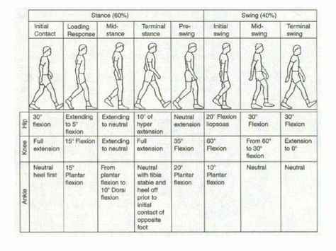 Gait analysis Gait Exercises, Chiropractic Assistant, Gait Cycle, Gait Training, Physical Therapy School, Physical Therapy Student, Physical Therapy Assistant, Physical Therapist Assistant, Therapeutic Yoga