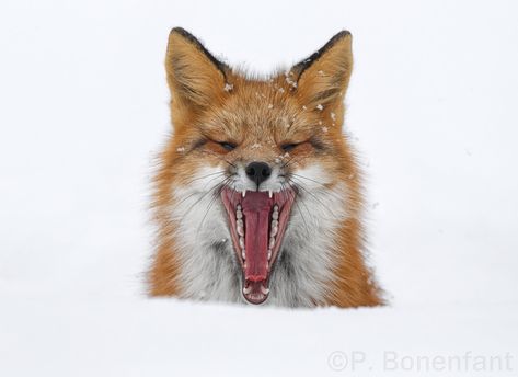 Fox Teeth, Fox Colors, Chess Grandmaster, Fox Hunter, Fantastic Fox, Fabulous Fox, Red Foxes, Animal Drawings Sketches, Fox Pictures