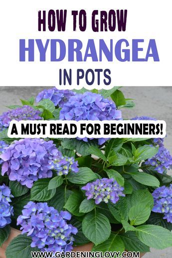 Grow Hydrangea In Pots, Hydrangea In A Pot Planters, Hydrangea Pots Planters, Potted Hydrangea Patio, Hydrangea In Containers, Hydrangea Potted Planters, How To Grow Hydrangeas In Pots, Hydrangeas In Pots Planters, Hydrangea In A Pot