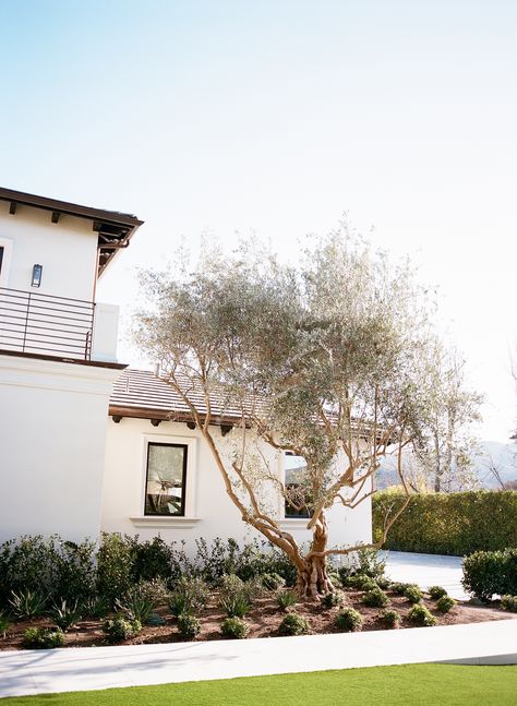 Olive Trees Front Yard, Olive Tree Landscaping, Olive Tree Front Yard, Olive Tree Landscape, Front Yard Trees, Front Driveway Ideas, Olive Trees Landscape, Front Driveway, Trees For Front Yard