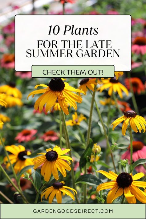 As summer begins to wind down, gardeners across the US might think it's too late to plant new additions to their gardens. 

However, August is a perfect time for late summer planting, providing an opportunity to extend the growing season and enjoy vibrant blooms and fresh produce well into the fall.

In this blog, we will highlight some of the best options, along with planting tips and care instructions!
-
-
-
#summergarden #fallblooms #outdoorspace #gardening #landscaping #perennials Late Summer Planting, Alabama Garden, Landscaping Perennials, Sun Loving Perennials, Gardening Knowledge, Michigan Garden, Michigan Gardening, Summer Planting, Mailbox Garden