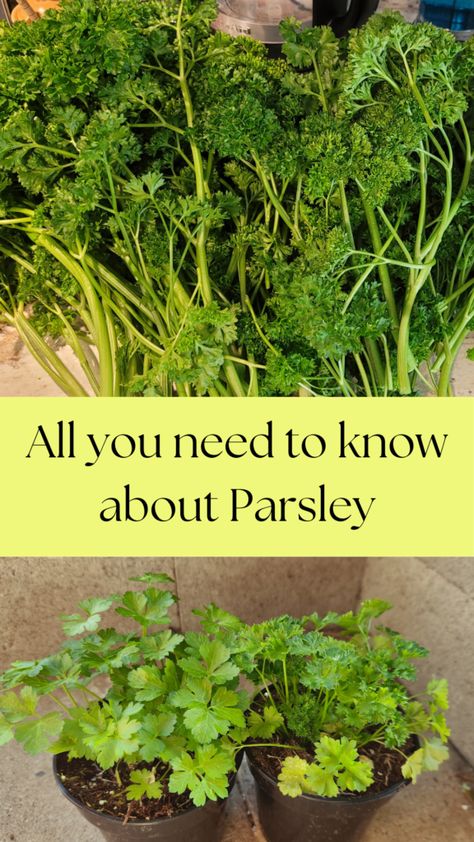 Easy guide to Parsley. Why parsley is a fantastic herb. Cooking With Parsley, Growing Parsley Outdoors, Harvesting Parsley, Growing Parsley, Parsley Plant, Parsley Recipes, Growing Cilantro, Seed Starter Kit, Herb Boxes