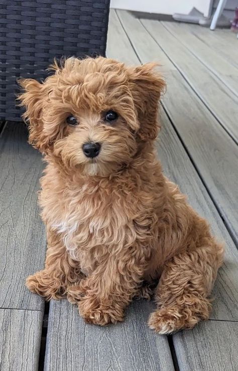 Cute Puppy Dogs, Maltipoo Vs Cavapoo, Maltipoo Puppy Brown, Toy Maltipoo Full Grown, Maltipoo Dogs Full Grown, Maltipoo Aesthetic, Maltipoo Adult, Maltipoo Full Grown, Mini Maltipoo