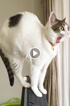 Best Cat Gifs, Cat And Dog Videos, Morning Funny, Funny Cats And Dogs, Cute Cat Gif, Funny Dog Videos, Funny Cute Cats, Cute Animal Videos, Funny Cat Videos