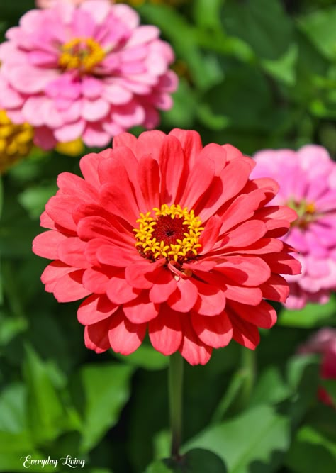 Zinnia Aesthetic, Zinnias Garden, Budget Garden Ideas, Cut Flower Garden Layout, Flower Garden Layout, Garden On A Budget, Easiest Flowers To Grow, Flower Reference, Zinnia Garden