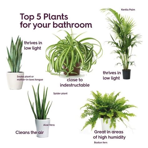 Best Bathroom Plants, Mother In Law Tongue, Plant Care Houseplant, Inside Plants, Best Plants, Bathroom Plants, Spider Plants, Green A, House Plants Indoor