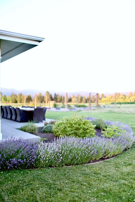 Boxwood Lavender Landscaping, Terrace Border Ideas, Front Yard Landscaping Lavender, Lavender In Landscaping Front Yards, Front Yard Lavender, Phenomenal Lavender Landscaping, Boxwood And Lavender Border, Lavender Hedge Landscaping, Lavender Driveway Border