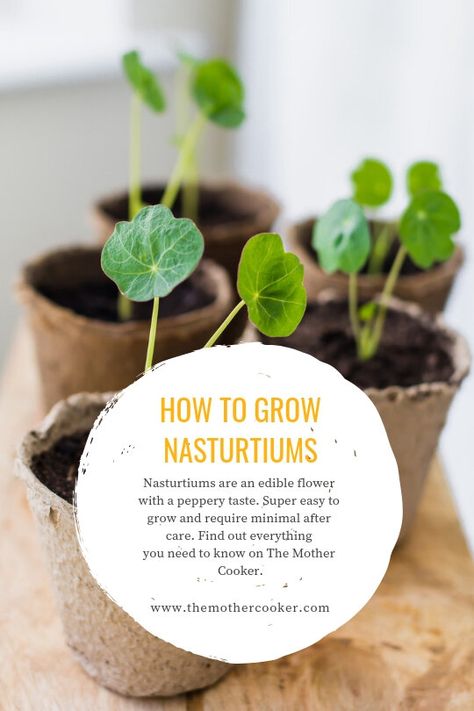 How to Grow Nasturtiums — The Mother Cooker How To Grow Nasturtiums, Indoor Nasturtium, Potted Nasturtium, Nasturtium Garden, Spiritual Garden Ideas, Spiritual Garden, Easy Plants To Grow, Gardening Zones, Outdoor Sanctuary