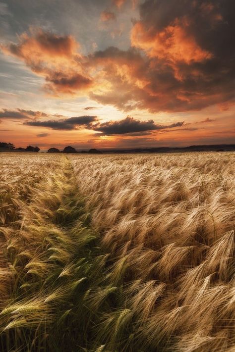 Barley fields beside Roseberry Topping, North Yorkshire, England Barley Field, Clouds In The Sky, Fields Of Gold, Wheat Field, Wheat Fields, Sky And Clouds, North Yorkshire, Barley, Beautiful Photography