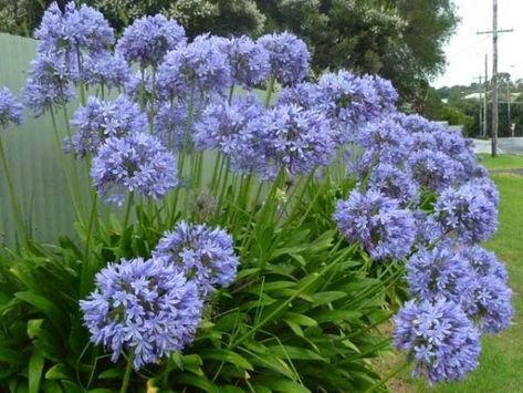 agapathus Agapanthus Blue, Lily Of The Nile, Agapanthus Africanus, African Lily, Blue Lily, Garden Shrubs, Tree Seeds, The Nile, Tropical Landscaping