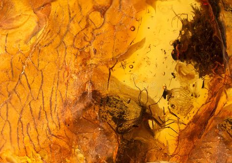 Amber stone texture. Amber stone with insect close up photo , #AFFILIATE, #texture, #stone, #Amber, #photo, #close #ad Ss26 Trends, Amber Background, House Palette, Material Reference, Prehistoric Planet, Texture Stone, Fashion Artwork, Stone Bathroom, Crystal Aesthetic