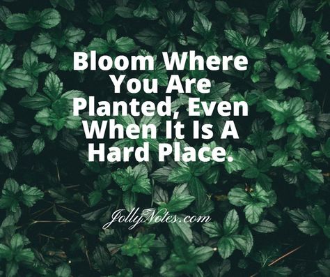 Bloom Where You Are Planted Bible Verse, Bloom Where You Are Planted Quote, Grow Where You Are Planted, Quotes About Growing, Plant Quotes, Precious Jesus, Womens Bible, Growing Quotes, Bloom Where Youre Planted