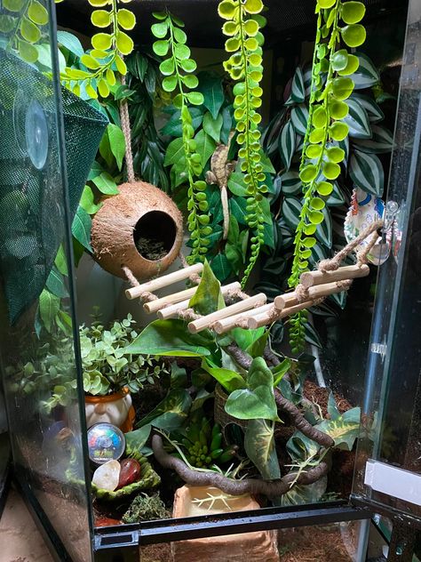 Leaped Gecko Tank, Crusted Geckos Tank, Crested Geckos Habitat, Pet Crested Gecko, Hexagon Crested Gecko Terrarium, Aesthetic Gecko Tank, Bioactive Enclosure Ideas, Leapord Gecko Cages, Crested Gecko Habitat Bioactive