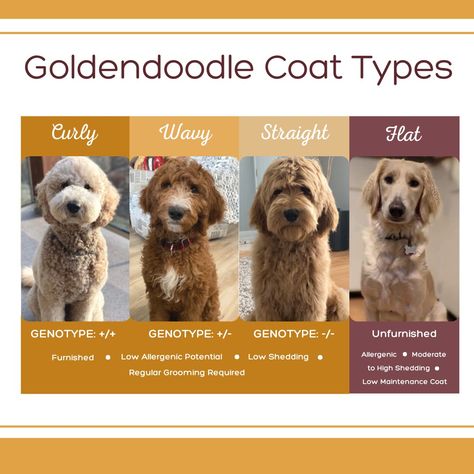 Doodle Tips, Goldendoodle Breeders, Coat Types, Golden Doodles, Goldendoodle Puppies, Doodle Mom, Doodle Puppy, Types Of Coats, Golden Doodle