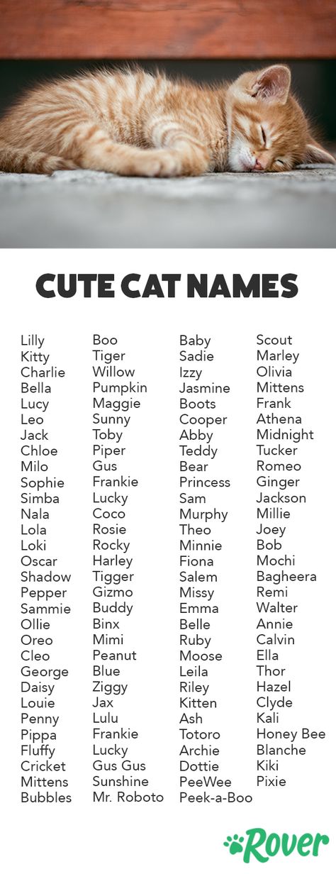 We've rounded up the top cute names for cats and kittens! Name For Cats, Names For Cats, Boy Cat Names, Cute Animal Names, Unique Cat Names, Cute Pet Names, Cute Cat Names, Haiwan Comel, Anak Haiwan