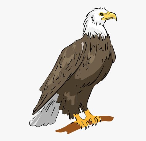 Eagle Cartoon Drawing, Cute Eagle Drawing, Philippine Eagle Drawing, Eagle Art Draw, Egale Drawing, Phoenix Story, Bald Eagle Drawing, Eagle Drawing Easy, Baby Bald Eagle