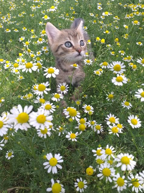 Miles Core, Catherine Cowles, Cute Cats Photos, Pets 3, Pretty Landscapes, Beautiful Images Nature, Dog Flower, Birthday List, Cat Aesthetic