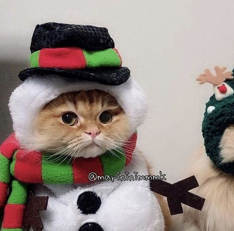 Matching Christmas Pfp Friends, Pfp Friends, Christmas Pfp, Friends Christmas, Two Cats, Wearing A Hat, Couple Matching, Christmas