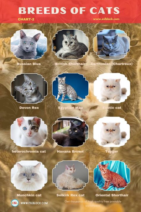 Small Cat Breeds, Cat Breeds List, Different Cat Breeds, Different Types Of Cats, Best Cat Breeds, Popular Cat Breeds, Vocabulary English, Types Of Sentences, What Cat