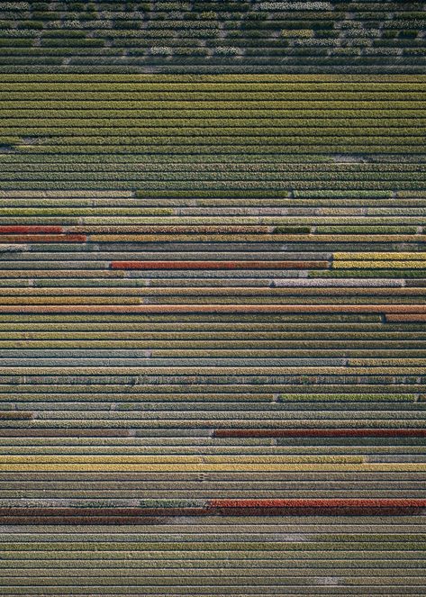 Through the Lens of Photographer Tom Hegen – Fubiz Media Aerial Farmland, Tom Hegen, Art Tulips, Amsterdam Red Light District, Ideas For Flowers, Tulip Field, Landform, Aerial Images, Aerial Photograph