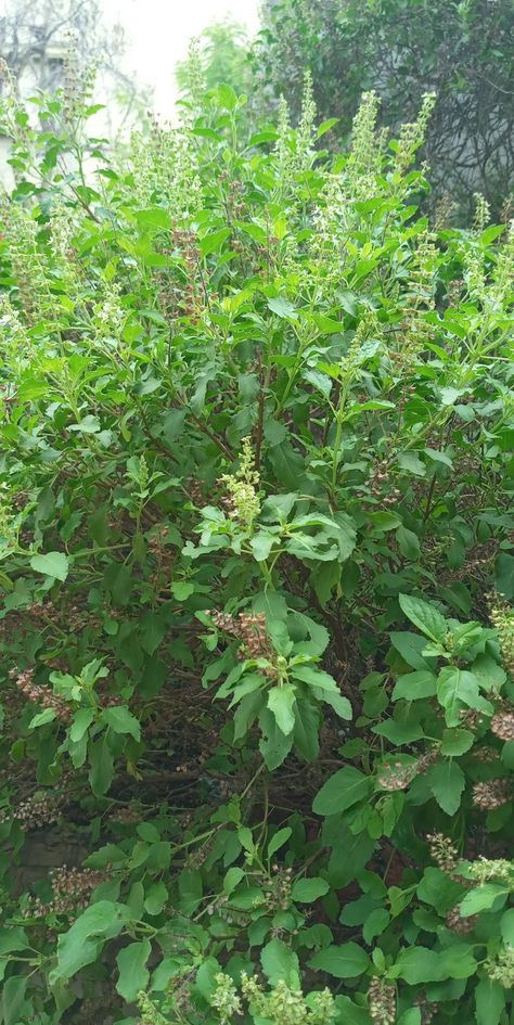 At my home Tulasi Plant, Tulsi Plant, Ganesh Ji, Lord Krishna Images, Photo Art Gallery, Krishna Images, Hindu Art, Lord Krishna, Krishna