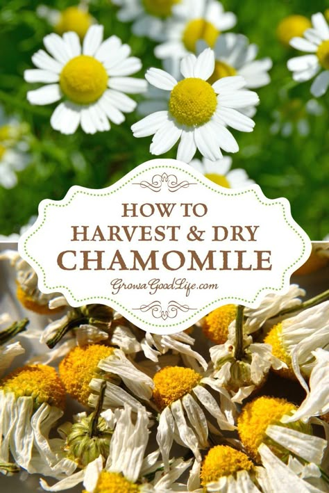 Kamillentee selbst machen Growing Chamomile, Harvest Flowers, Flowers Morning, Chamomile Plant, Herbal Tea Garden, Formal Garden Design, Medicinal Herbs Garden, Harvesting Herbs, Chamomile Flower