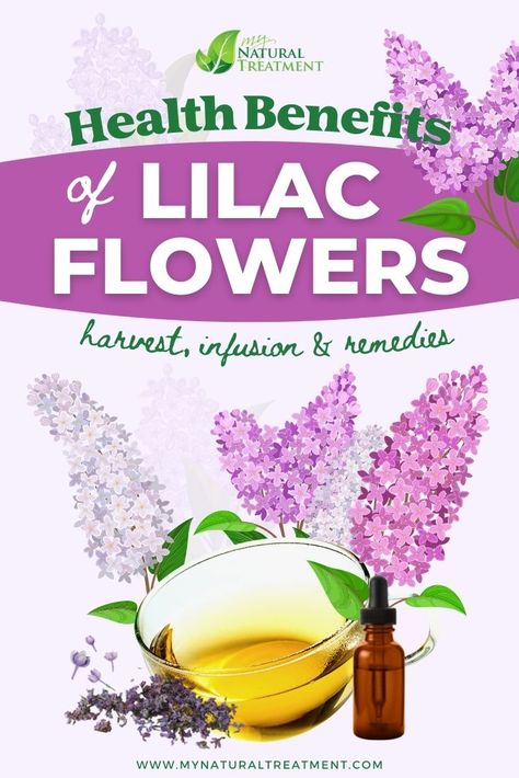 6 Health Benefits of Lilac Flowers, Uses and Natural Remedies Lilac Herbal Recipes, Lilac Medicinal Uses, Lilac Benefits, Lilac Uses, Lilac Recipes, Medicine Recipes, Healing Flowers, Homestead Recipes, Survival Preparedness