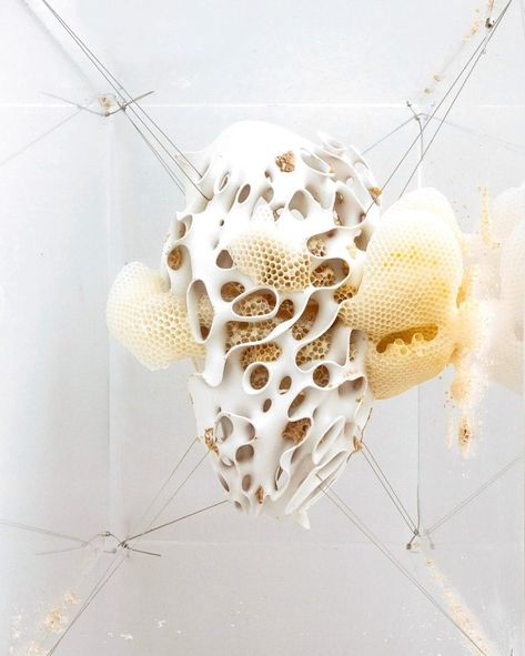 Lex Fidman had an inspiring conversation with Neri Oxman on biology, art, and the science of design & engineering with nature. Neri Oxman, Speculative Design, Parametric Architecture, Bio Art, Generative Design, Design Engineering, Parametric Design, Art Google, Community Art