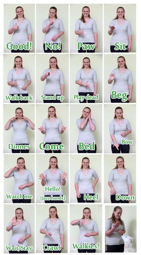 Sign language for deaf dogs. TIP: always teach hand signals with vocal commands. Sometimes dogs become deaf with age and communication becomes difficult. Dog Sign Language, Deaf Dog Training, Deaf Dog, Elderly Dogs, Puppy Stuff, Dog Tips, Dog Training Obedience, Dog Obedience, Obedience Training