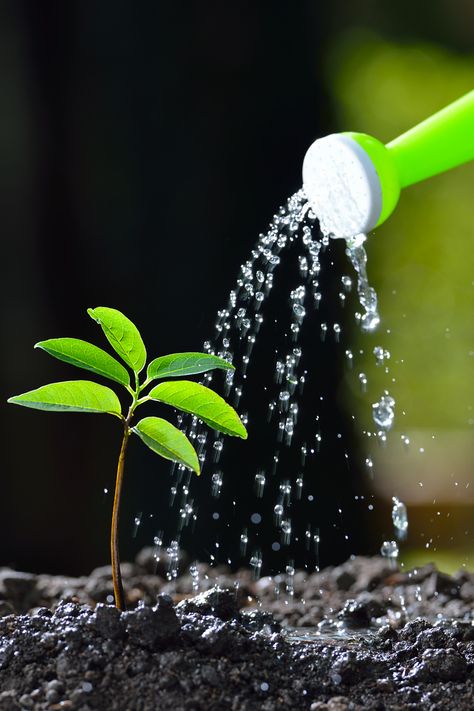 Nature, Over Watering Plants, Old Apple Logo, Agriculture Pictures, Watering Trees, Save Water Poster Drawing, Gardening Tattoo, Water Plants Indoor, Agriculture Photography