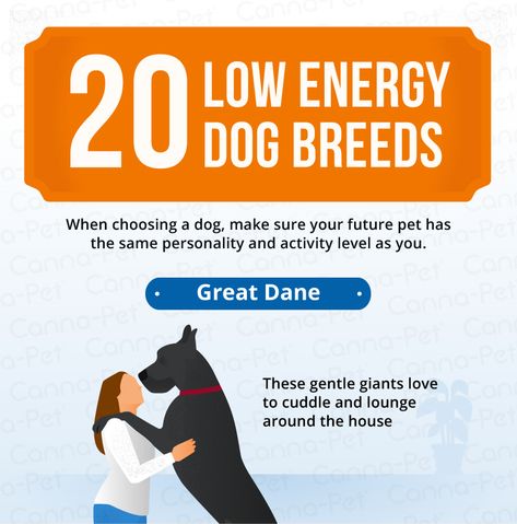 20 low energy dog breeds/great dane No Shedding Dogs Breeds, High Energy Dogs Tips, Low Energy Dogs Breeds, Low Energy Dogs, Great Dane Mix Dog Breeds, Longest Living Dog Breeds, Fluffy Husky, Cute Dog Costumes, Dogs Tips