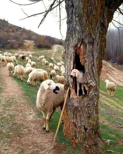 Shepherds Cottage, Sheep Art, Funny Animal Photos, Garden Animals, Psalm 23, Animal Photo, Cute Little Animals, Permaculture, Beautiful Cats