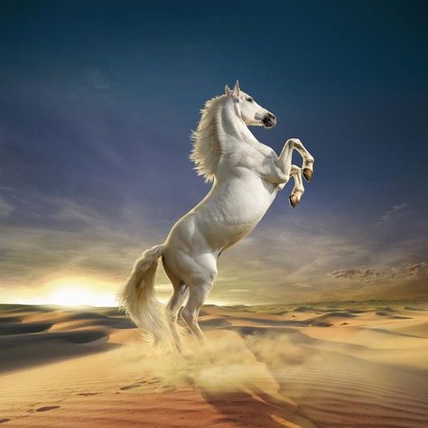 Animals Animated, Standing Horse, Animal Photography Wildlife, Beautiful Horses Photography, Horse Oil Painting, Beautiful Arabian Horses, Horse Wallpaper, Animated Animals, Most Beautiful Horses