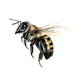 Cute Flying Bee Tattoo Design - Nice realistic flying bee. Honey Bee Tattoo, Bee Images, Bee Drawing, Bee Illustration, Initial Tattoo, Bee Tattoo, Bee Art, Bees Knees, Skin Art