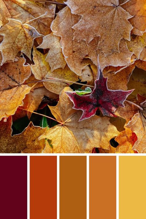 Rusty Yellow Color, Red Orange Yellow Brown Color Palette, Brown Red Yellow Color Palettes, Orange Purple Brown Color Palette, Maroon Yellow Color Palette, Rusty Color Palette, Rusty Red Color Palette, Fall Leaves Color Palette, Maroon Color Palette