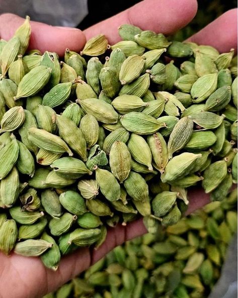 Organic Green cardamom. #cardamom #importspices #spices #export Cardamom Aesthetic, Cardamom Photography, Cardamom Pods, Green Cardamom, Magical Properties Of Cardamom, Cardamom Botanical Illustration, Cardamom Benefits, Sri Ganesh, Fruit Packaging