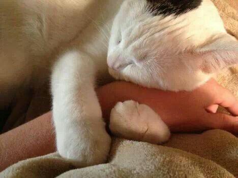 Cat hugs hold hand Cat Hugging, Cat Hug, 2 Cats, Caught On Camera, Daily Funny, Love Hug, Helping Hand, They Said, Animal Stories