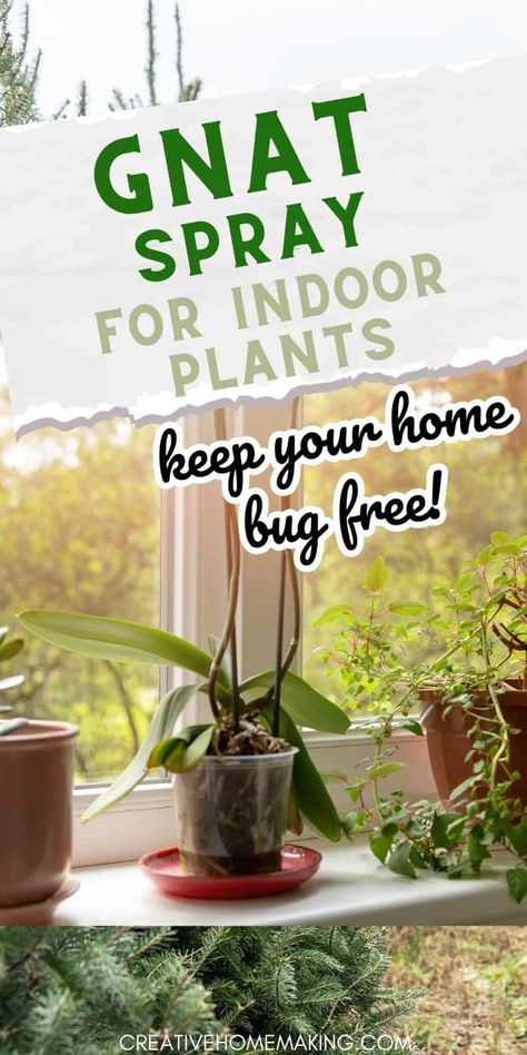 Gnats can be a pesky problem. Luckily, there are several options for gnat spray for indoor plants that can help you get rid of these unwanted guests. How To Repel Flies, How To Kill Gnats, Gnat Spray, Gnats In House Plants, Bug Spray For Plants, Repel Flies, Bug Repellent Spray, Indoor Plants Diy, How To Get Rid Of Gnats