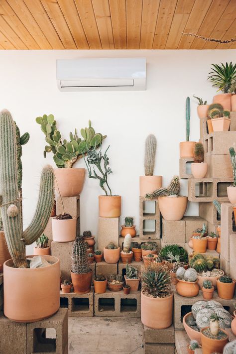 Inside Cactus Store in Echo Park, Los Angeles — California — Haarkon Indoor Cactus Plants, How To Grow Cactus, Cactus House Plants, Indoor Cactus, نباتات منزلية, Cactus Decor, House Plants Decor, Cactus Garden, Cactus Y Suculentas