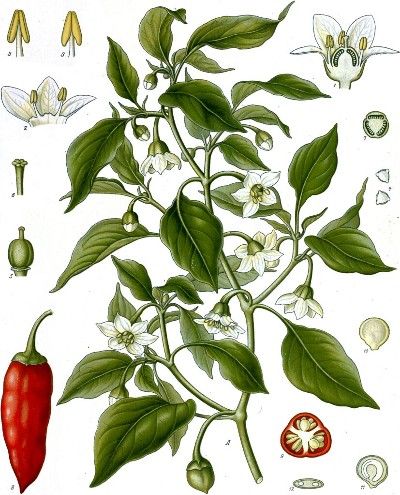 Chili Pepper Botanical Illustration, Chili Plant Illustration, Chilli Plant Illustration, Chilli Plant Tattoo, Pepper Plant Drawing, Pepper Plant Tattoo, Bell Pepper Tattoo, Pepper Botanical Illustration, Chile Pepper Tattoo