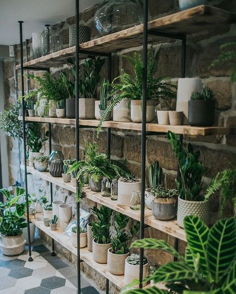 Plant Store Design, Houseplant Store, Florist Shop Interior, Garden Center Displays, Flower Shop Interiors, Flower Shop Decor, Tanaman Indoor, Flower Shop Design, Plant Store