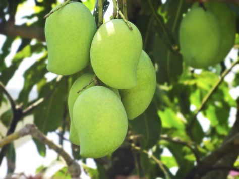 I Cut a Mango Unripe Mango, Mango Trees, Ripe Mango, Food Prep Storage, Sources Of Vitamin A, Kinds Of Fruits, Mango Fruit, Mango Tree, Mango Recipes