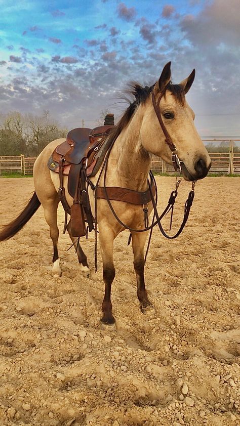 Buckskin Barrel Horse, Buckskin Horse Aesthetic, Quarter Horse Colors, Horses Buckskin, Horse Buckskin, Western Animals, Buckskin Horses, Western Horse Riding, Roping Horse