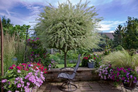 Dappled Willow Tree Landscape, Dapple Willow Tree, Curly Willow Tree, Hybrid Willow Trees Privacy Hedge, Corkscrew Willow Tree, Willow Tree Backyard, Japanese Willow Tree, Dappled Willow Tree, Farmhouse Reno