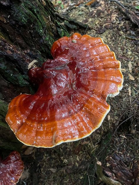 Learn all about the Ganoderma Tsugae (Reishi) mushroom by examining the history, identification, harvesting, medicine, and methods of preparing Reishi. Reishi Mushroom Benefits, Mushroom Seeds, Reishi Mushroom, Traditional Medicine, Wild Food, Beautiful Birds, Medicine, Seeds, Stuffed Mushrooms